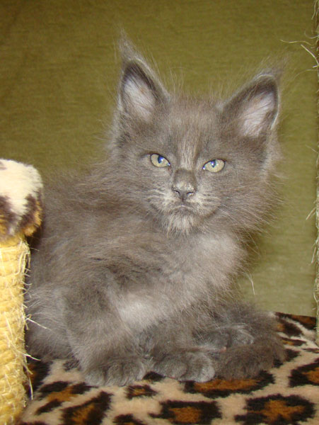 ���� ��� ������� ��������� Catsvill County!  ���� ����! ������ ������ ���� ���! ���� ��� ������ ������ � ����� ����!!! �������� ���� ����� Catsvill County +7-926-544-74-09  ���� ��� �������� ������. ���� ��� ������, ���� ��� �������, ���� ��� ������,  ���� ��� ����, ���� ��� ��������, ���� ����,  ������ ������ ���� ���,  ������ ����-����, ����� ������� ������ �����, ����� ����� ������!